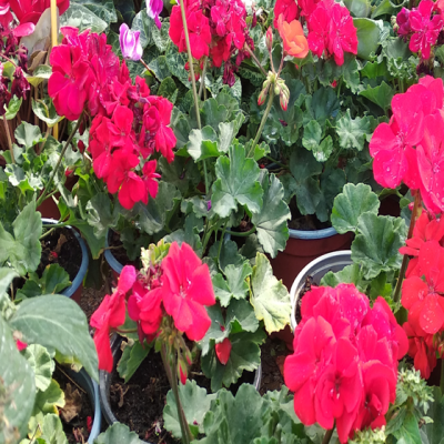 Louloudia Gia Kypo Katoikia Krissa Gi 02