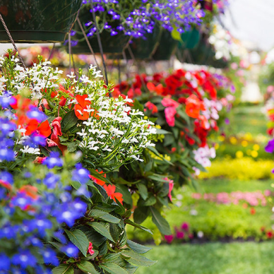 Louloudia Gia Kypo Katoikia Krissa Gi