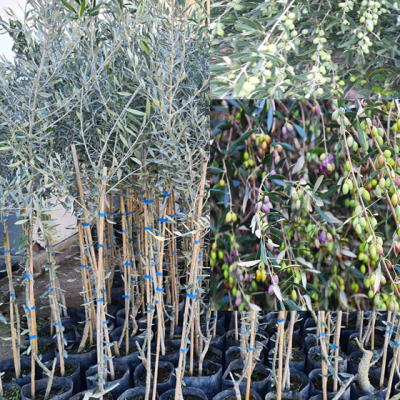 Mourela Koroneikh Elia Kriti Dentrakia Gia Fytema Krissa Gi Irakleio Kritis